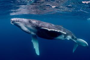 baleine